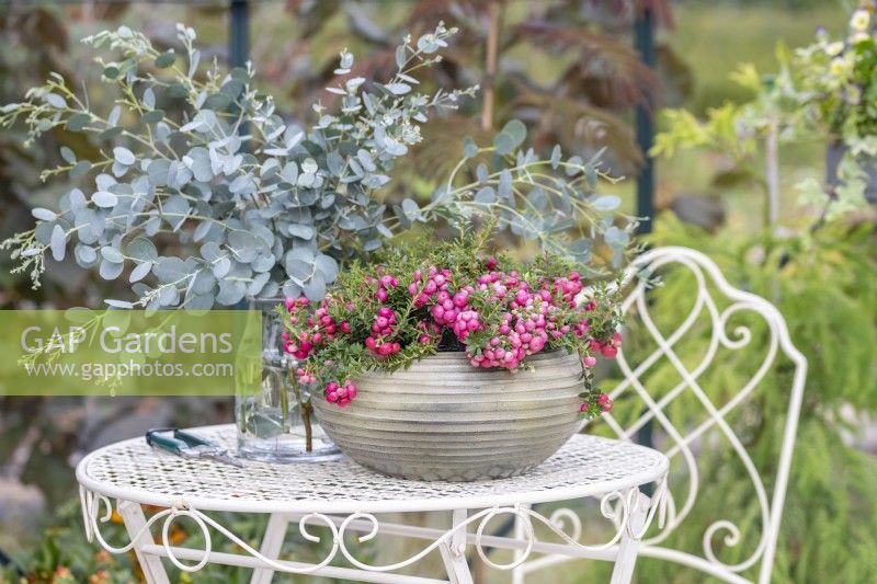 Containers with pink Gaultheria mucronata 'Mascula' and Eucalyptus sprigs on a metal garden table