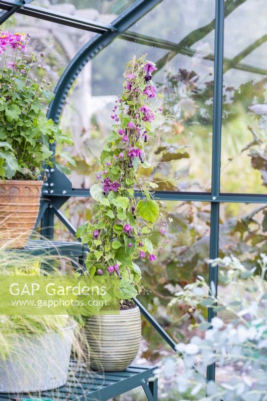 Rhodichiton 'Purple Bells' on greenhouse racking