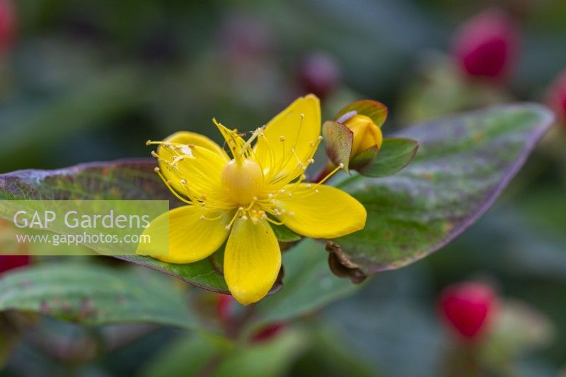 Hypericum 'Magical Red Flame'