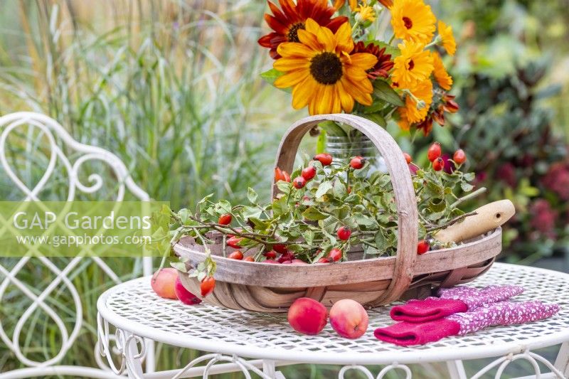 Arrangement of sunflowers next to a trug containing rosehips and crab apples on a white metal table