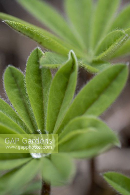 Young Lupin leaves with a water droplet held in the centre.