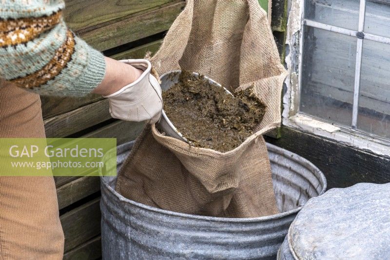 Creating a liquid feed for the garden using rotting vegetation in a hessian sack inside a bin.
