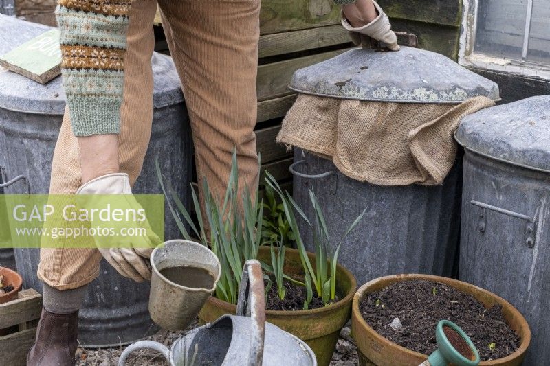 Creating a liquid feed for the garden using rotting vegetation in a hessian sack inside a bin. Adding the liquid to a watering can.