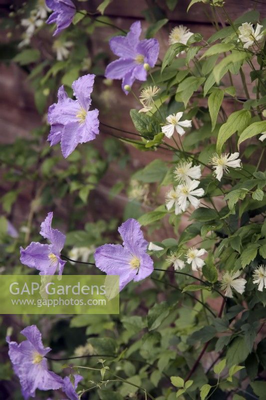 Clematis 'Blue Angel' with Clematis 'Summer Snow'