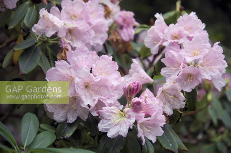 Rhododendron discolor hybrid
