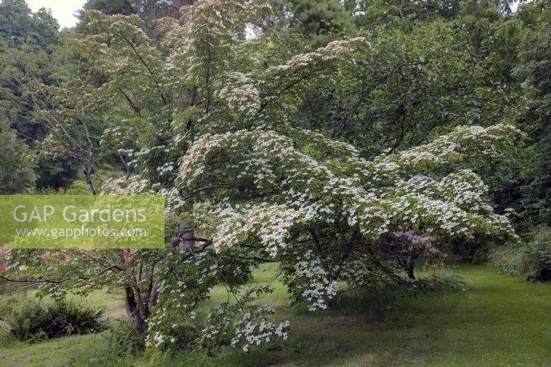 Cornus kousa 'Marwood Cream' - original plant in Marwood Hill Garden, Devon, UK