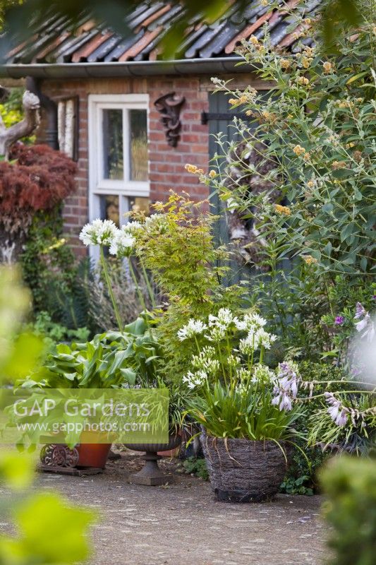 Containers with white Agapanthus, Acer palmatum and Ophiopogon planiscapus  in front garden.