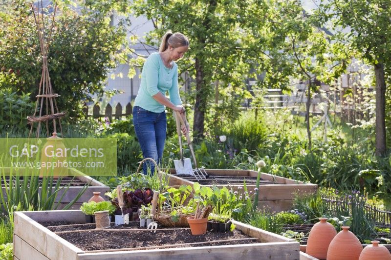 Vegetable seedlings ready for planting, while woman is preparing raised bed with a garden fork in the background.