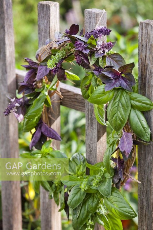 Wreath made of basil drying on a fence.