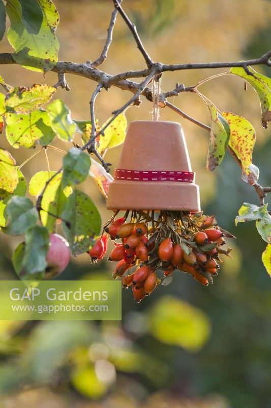 Decorative hanging pot with rose hips hanging on tree.