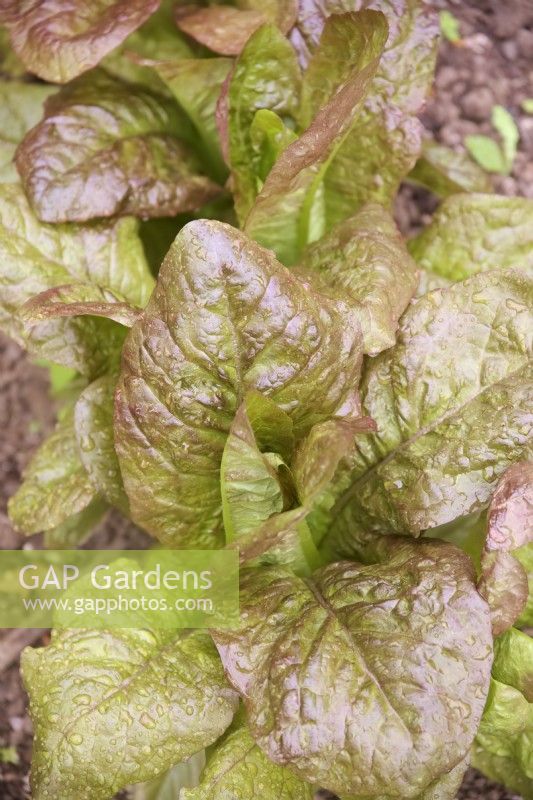 Lactuca sativa 'Red Romaine' lettuce