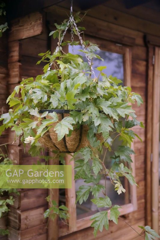 Cissus rhombifolia 'Ellen Danica' growing in a hanging basket