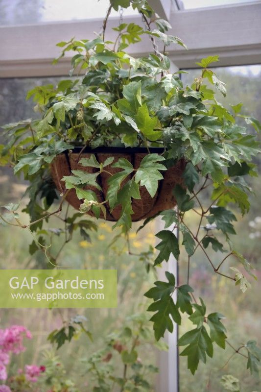 Cissus rhombifolia 'Ellen Danica' growing in a hanging basket