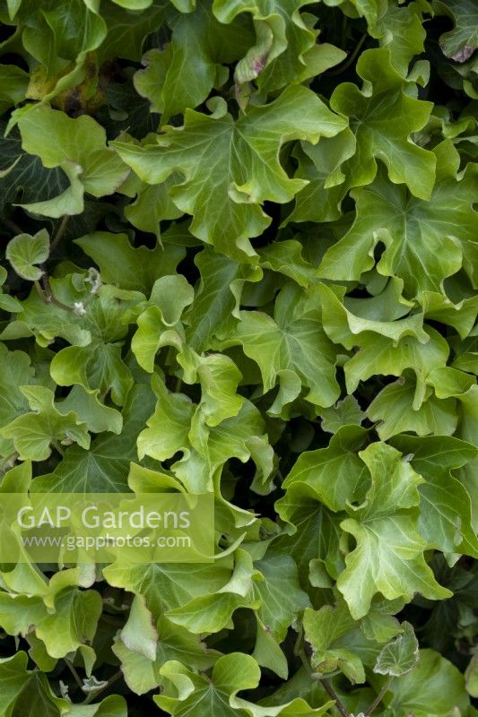Hedera helix 'Dead Again'