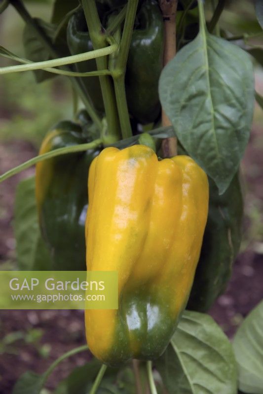 Capsicum annuum 'Golden Cal-Wonder'  yellow sweet pepper