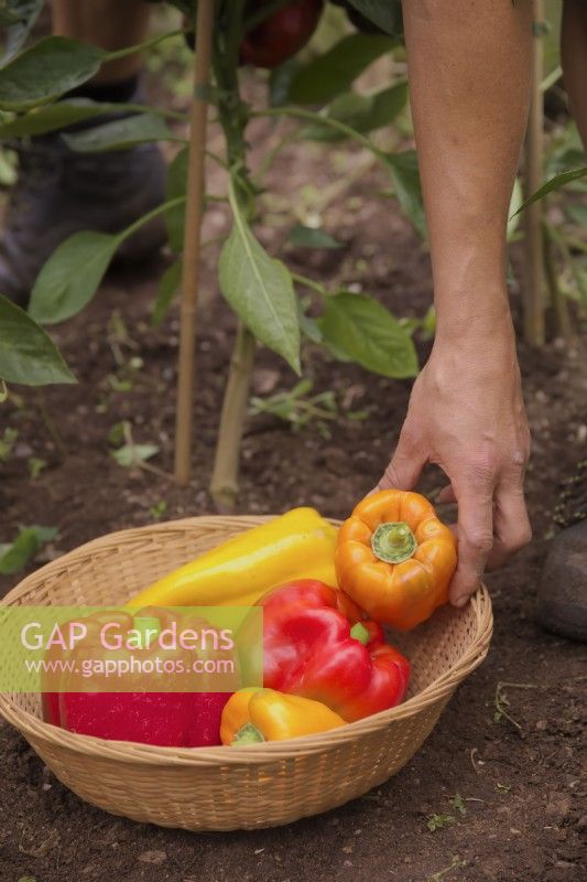 Capsicum annum - sweet peppers - grown from seed saved from bought fruits and being harvested into a basket by a gardener