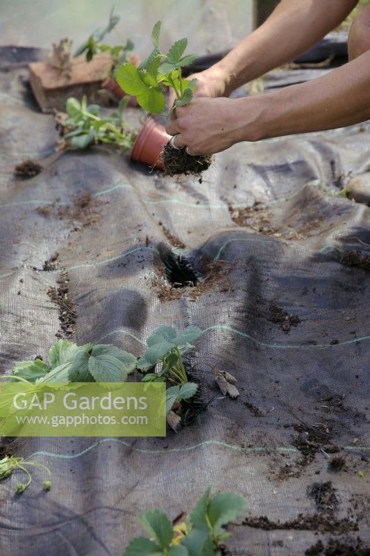 Gardener planting newly rooted Fragaria x ananassa - Strawberry runners through holes in woven fabric ground cover Mypex or Terram - protected cropping