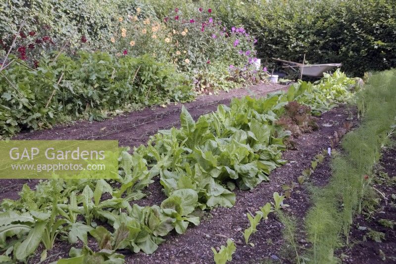 The autumn vegetable garden with autumn salads lined out - left to right - Endive Pancalieri, Chicory Witloof, Chicory 'Palla Rossa Precoce'