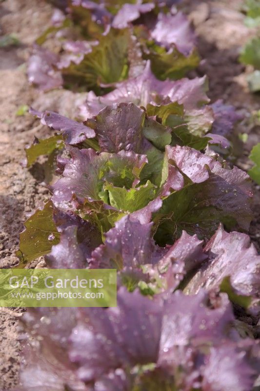Lactuca sativa 'Sioux' lettuce growing outside in autumn