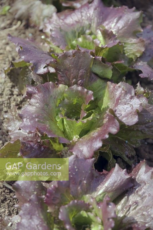 Lactuca sativa 'Sioux' lettuce growing outside in autumn