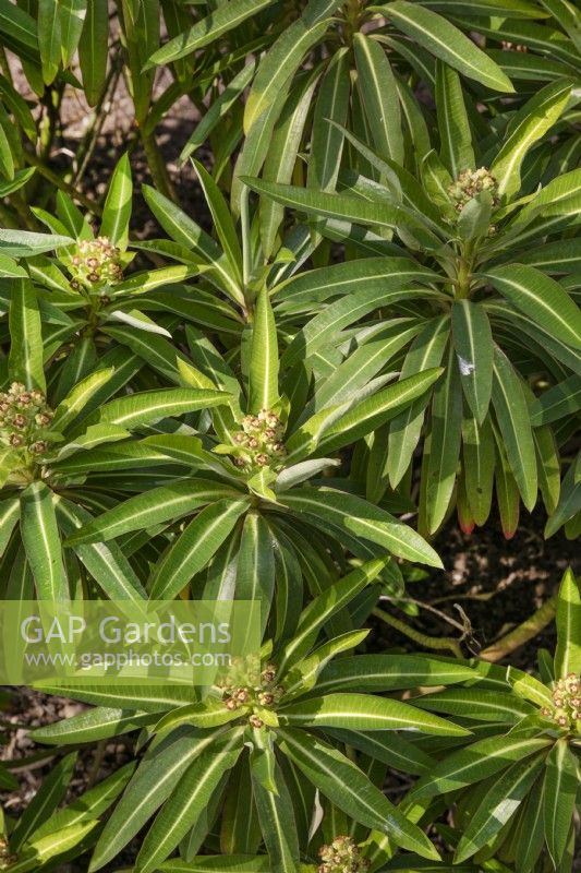 Euphorbia characias 'Portuguese Velvet'