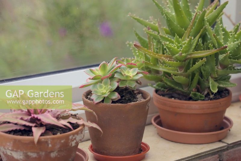 Cryptanthus 'Super Pink', Aeonium 'Kiwi' and Aloe vera on sunny windowsill