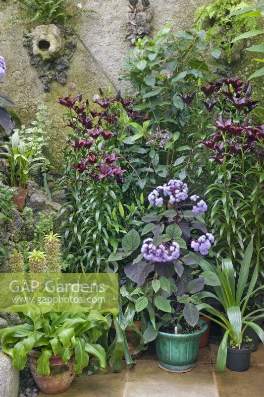Conservatory interior at Portmore House, Scotland with flowering house plants including eucomis, lilium and argeratum
