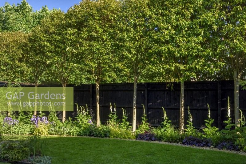 Garden with pleached trees underplanted with Digitalis purpurea alba by black fence. 