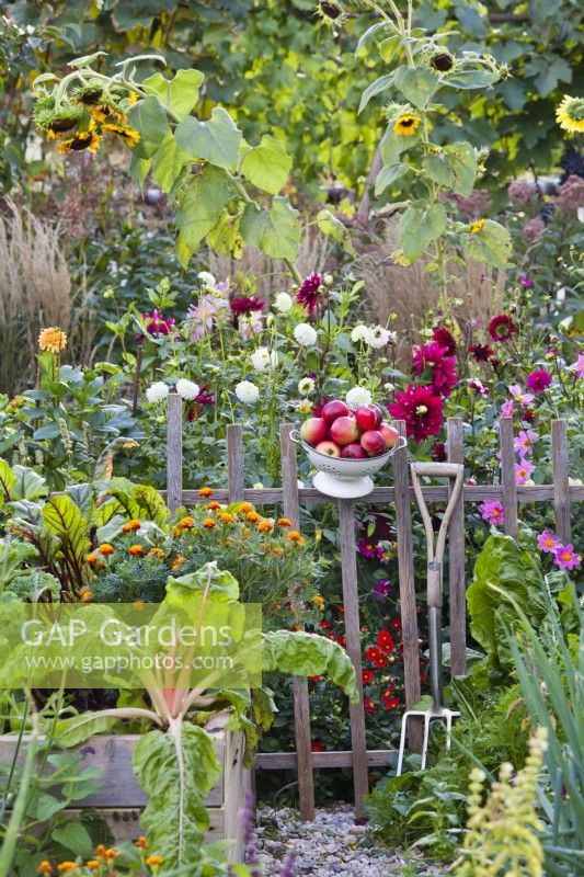 Flowerbeds with dahlias and vegetable plots in the end of the summer.