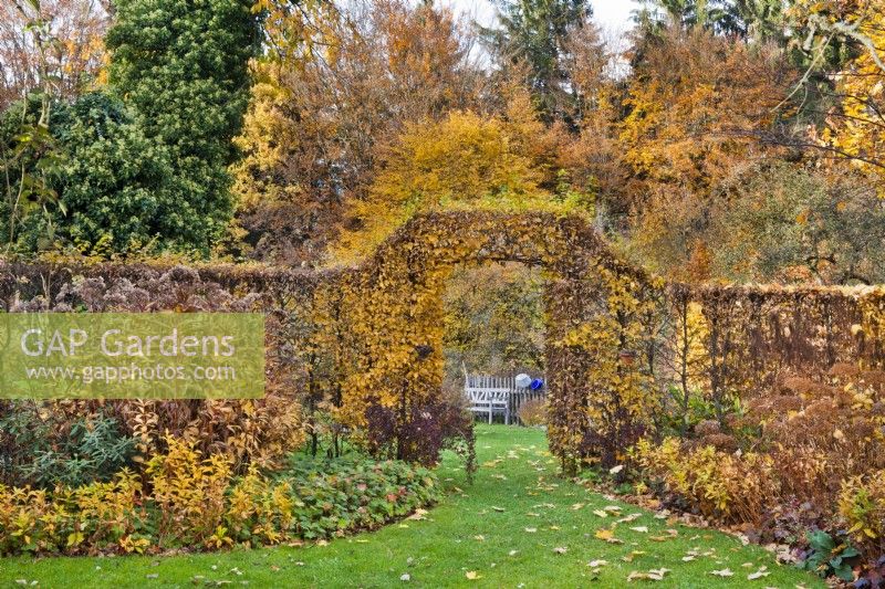 Garden in November with perennial double borders edged with hornbeam hedges and a lawn way leading through arch to the other garden room.
