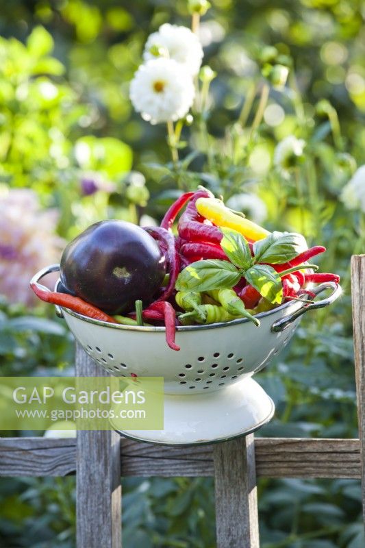 Harvest in colander containing basil, sweet peppers and egg plant.