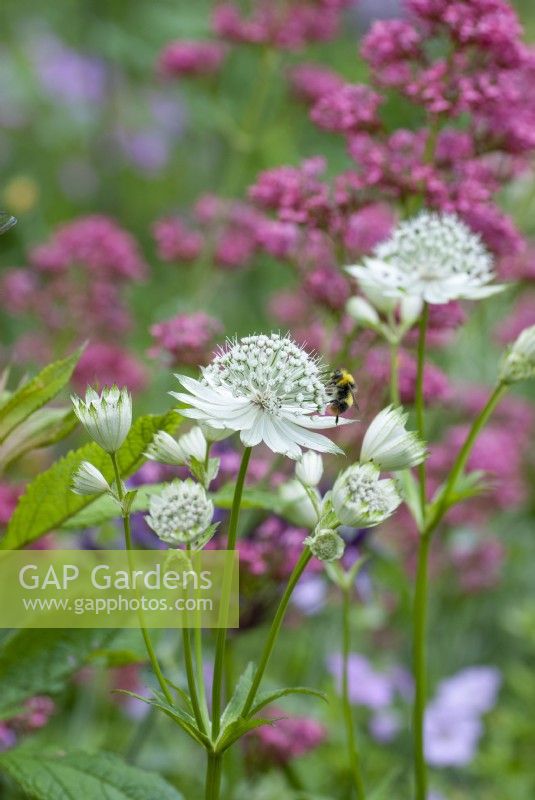 Bee on Astrantia major with Centranthus ruber behind