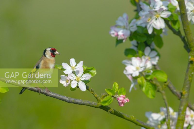  Goldfinch carduelis carduelis perched in apple blossom
