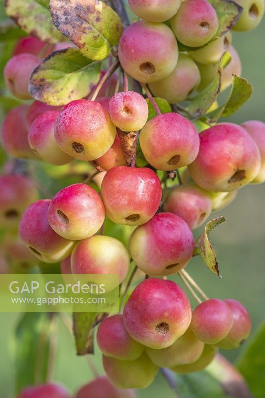 Malus 'Evereste' fruits in early Autumn - September