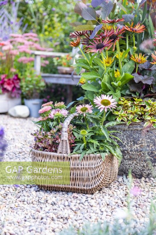 Wicker basket containing Coprosma 'Eclipse' and Echinacea 'Sunseekers Salmon' next to large container planted with Coprosma 'Inferno' and Rudbeckia 'Summerina Electra Shock'