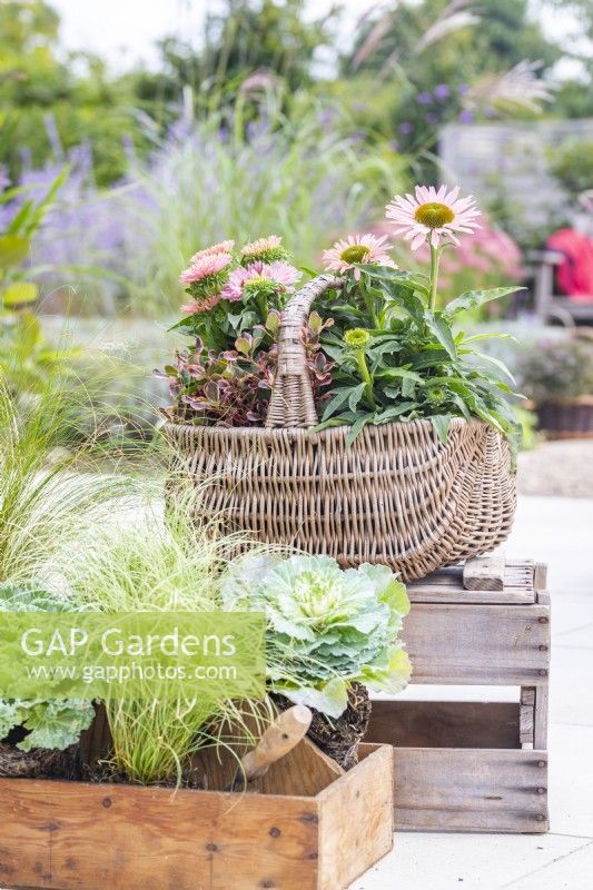 Wicker basket containing Echinacea 'Sunseekers Salmon' and Coprosma 'Eclipse' with a wooden tray containing ornamental Kales and carex