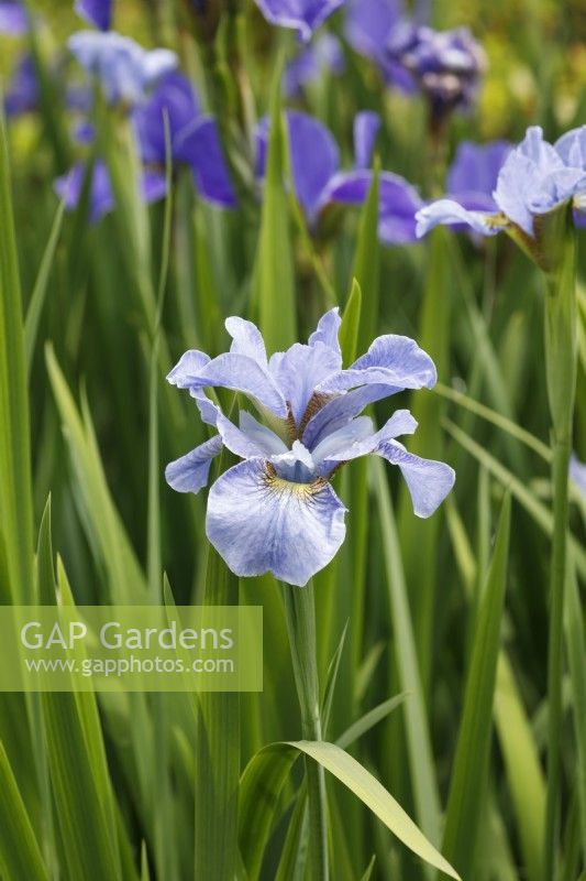 Iris sibirica 'Silver edge' - Siberian Iris
 