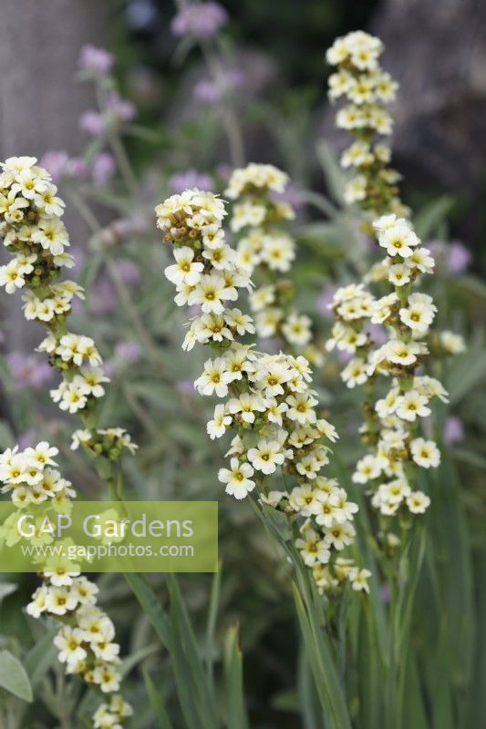 Sisyrinchium striatum - Pale yellow-eyed grass