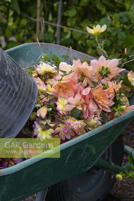 Spent dahlia flowers in a wheelbarrow