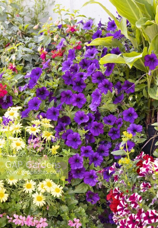 Annual mix with Petunia, summer July