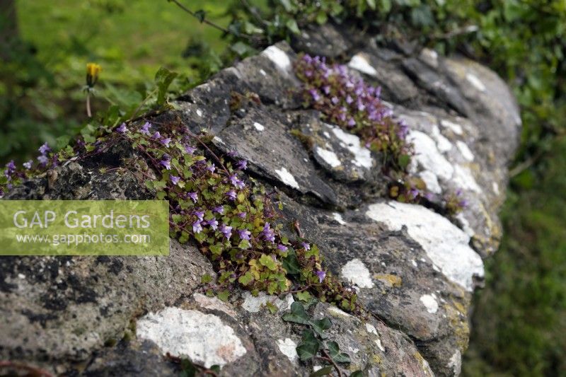 Ivy-leaved toadflax - Cymbalaria muralis growing in a stone wall