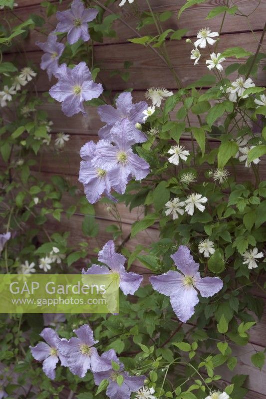Clematis 'Blue Angel' with Clematis 'Paul Farges' syn, Clematis 'Summer Snow'