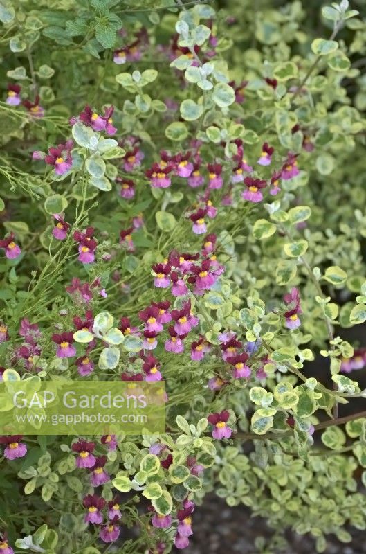 Helichrysum petiolare 'Roundabout' with Nemesia Fairy Kisses Boysenberry