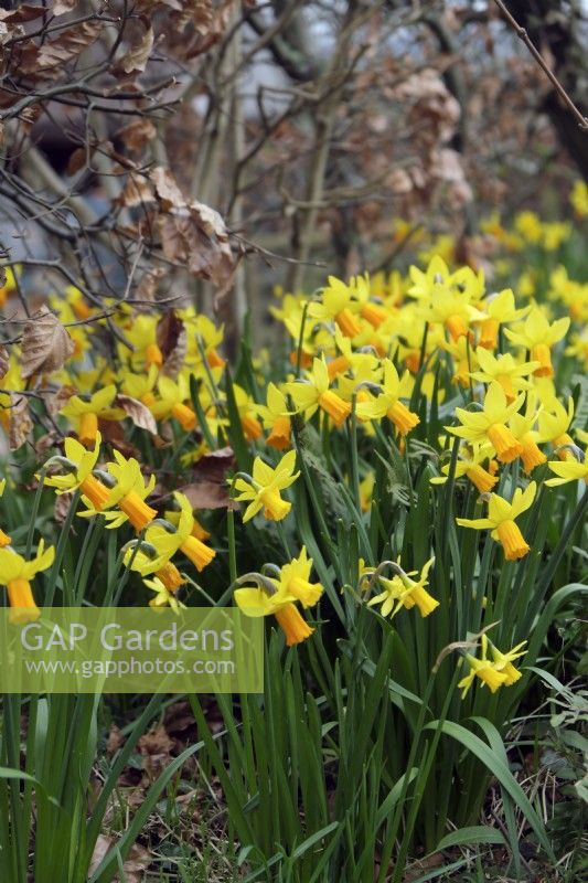 Narcissus 'Jetfire' daffodils planted at base of a Beech - Fagus sylvatica hedge