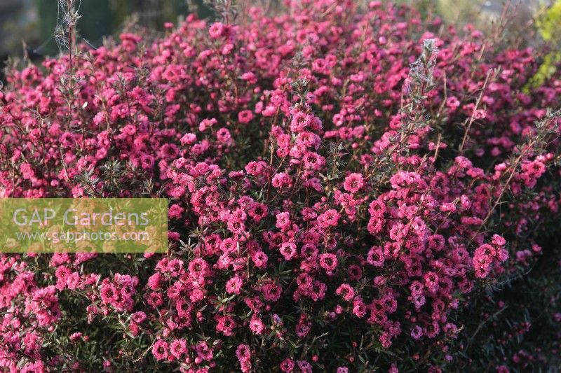 Leptospermum scoparium 'Red Damask'- a suburban plant flowering in mid January during a winter with only slight frosts, Devon, UK