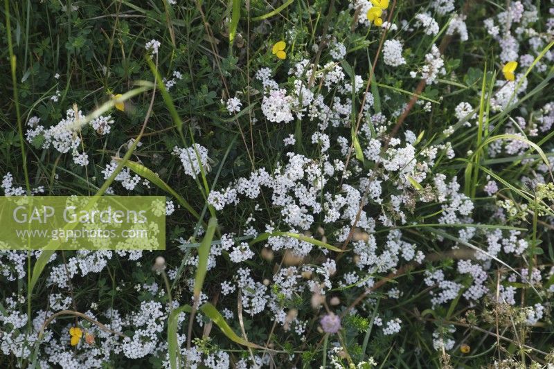 Asperula cynanchica - Squinancywort growing on calcareous downland