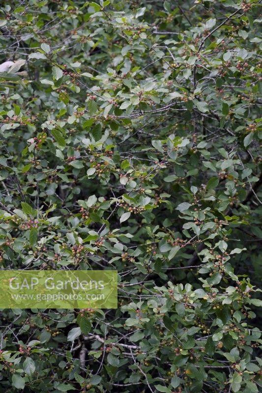 Alder Buckthorn - Frangula alnus in midsummer