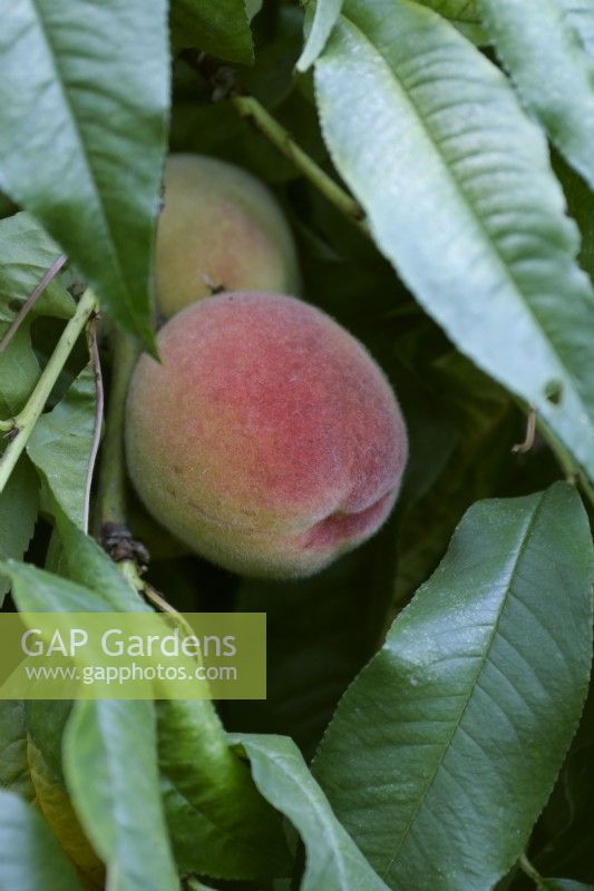 Peach Prunus persica 'Avalon Pride'