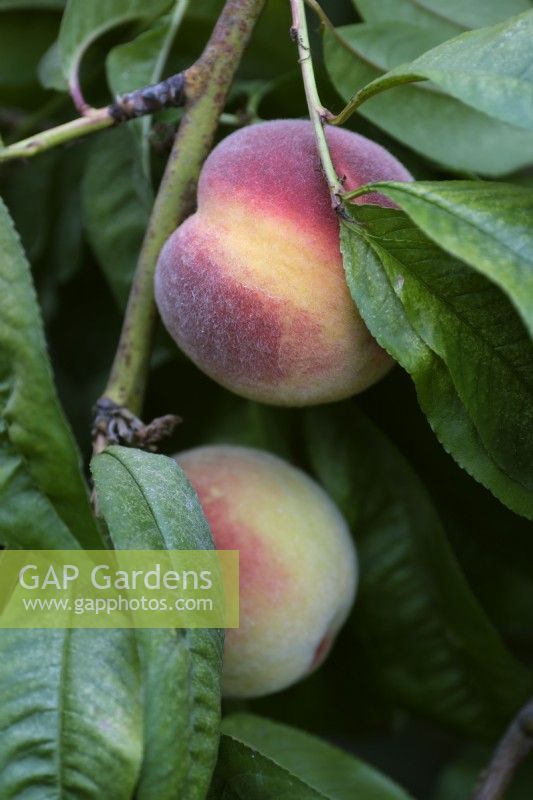 Peach Prunus persica 'Avalon Pride'