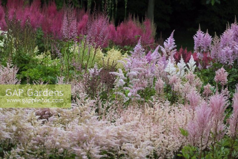 Part of the National Collection of Astilbes at Marwood Hill Garden, Barnstaple, UK